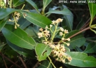 <i>Ocotea odorifera</i> (Vell.) Rohwer [Lauraceae]