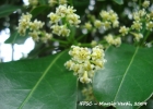 <i>Ocotea odorifera</i> (Vell.) Rohwer [Lauraceae]