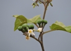 <i>Solanum torvum</i> Sw. [Solanaceae]