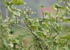 <i>Solanum torvum</i> Sw. [Solanaceae]