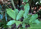 <i>Esenbeckia hieronymi</i> Engl. [Rutaceae]