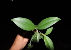 <i>Myrcia costeira</i> M.F.Santos [Myrtaceae]