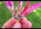 <i>Ceiba speciosa</i> (A. St.-Hil.) Ravenna [Malvaceae]