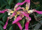 <i>Ceiba speciosa</i> (A. St.-Hil.) Ravenna [Malvaceae]