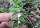 <i>Hexasepalum apiculatum</i> (Willd.) Delprete & J.H. Kirkbr. [Rubiaceae]