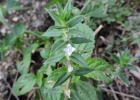 <i>Hexasepalum apiculatum</i> (Willd.) Delprete & J.H. Kirkbr. [Rubiaceae]