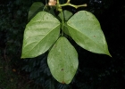 <i>Cochliasanthus caracalla</i> (L.) Trew [Fabaceae]
