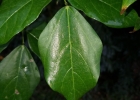 <i>Cochliasanthus caracalla</i> (L.) Trew [Fabaceae]
