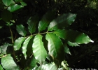 <i>Guarea macrophylla</i> Vahl [Meliaceae]