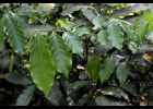 <i>Guarea macrophylla</i> Vahl [Meliaceae]