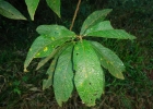 <i>Vernonanthura petiolaris</i> (DC.) H.Rob. [Asteraceae]