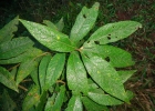 <i>Vernonanthura petiolaris</i> (DC.) H.Rob. [Asteraceae]