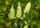 <i>Senega timoutoides</i> (Chodat) J.F.B.Pastore [Polygalaceae]