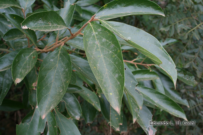 Nectandra lanceolata