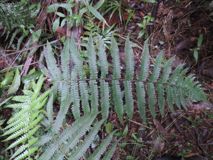 Amauropelta retusa