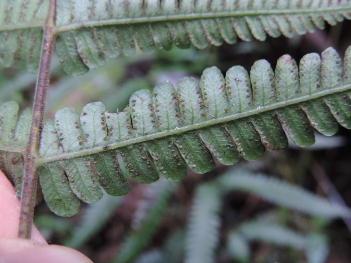 Amauropelta retusa