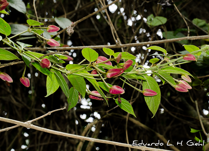 Mendoncia velloziana