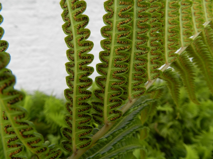 Cyclosorus interruptus