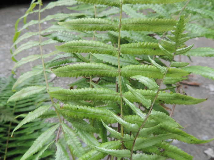Goniopteris riograndensis