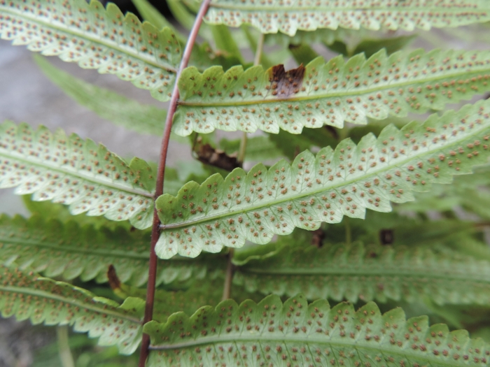 Goniopteris riograndensis