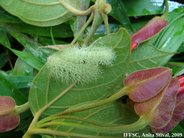 Mendoncia velloziana