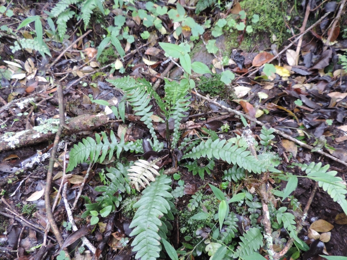 Austroblechnum squamipes
