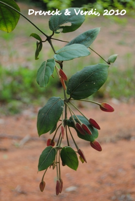 Mendoncia velloziana