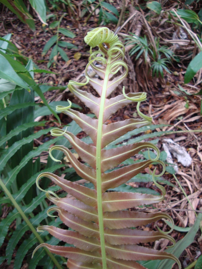 Neoblechnum brasiliense