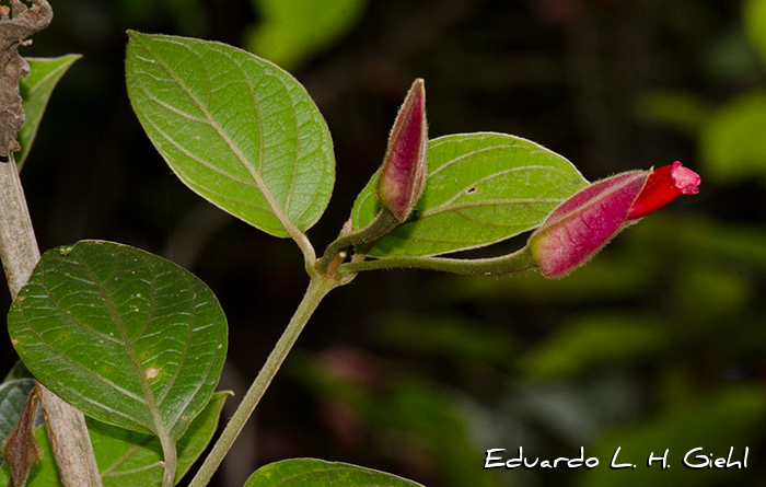 Mendoncia velloziana