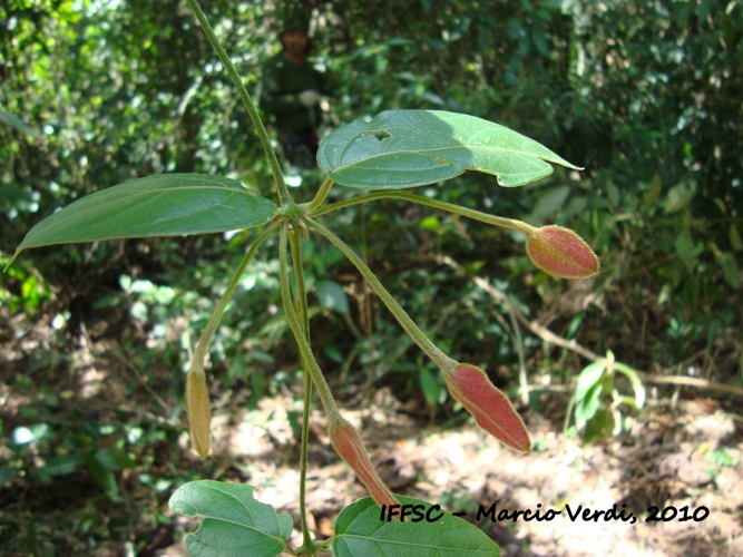 Mendoncia velloziana