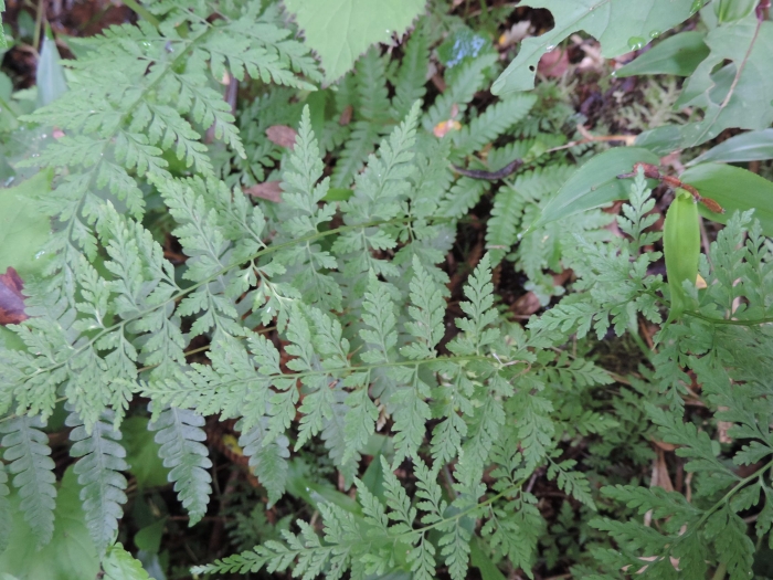 Cystopteris diaphana