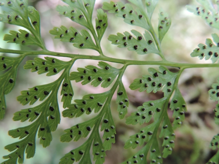 Cystopteris diaphana