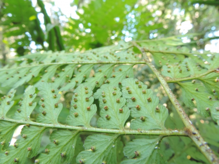 Mucura tamandarei