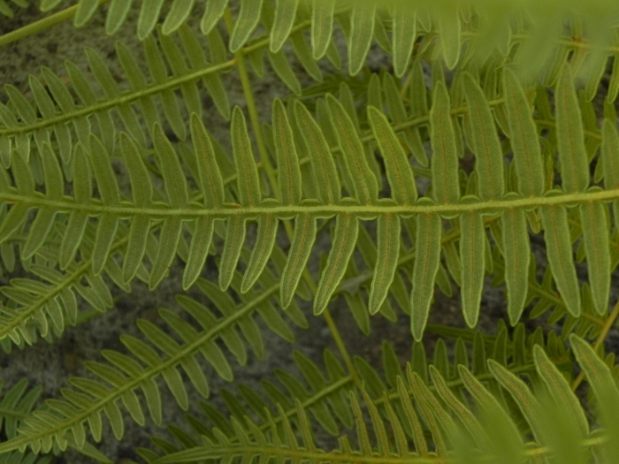 Pteridium esculentum