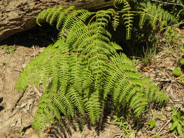 Pteridium esculentum