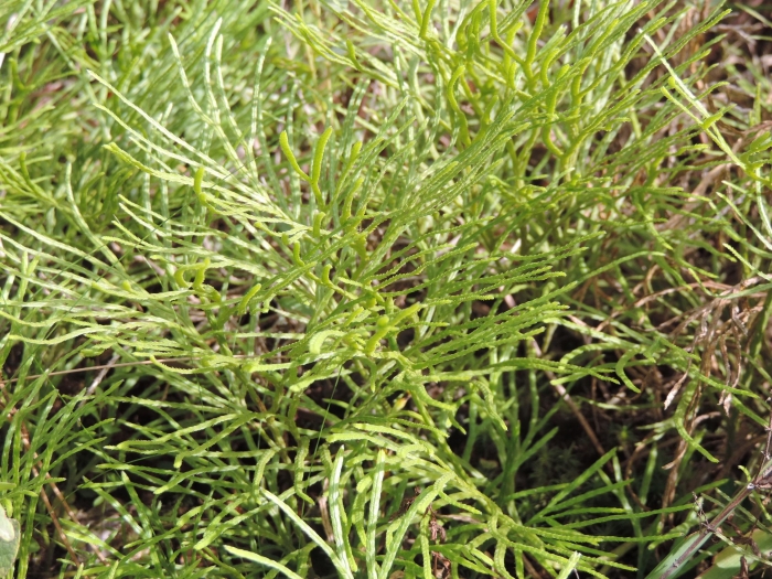 Diphasiastrum thyoides