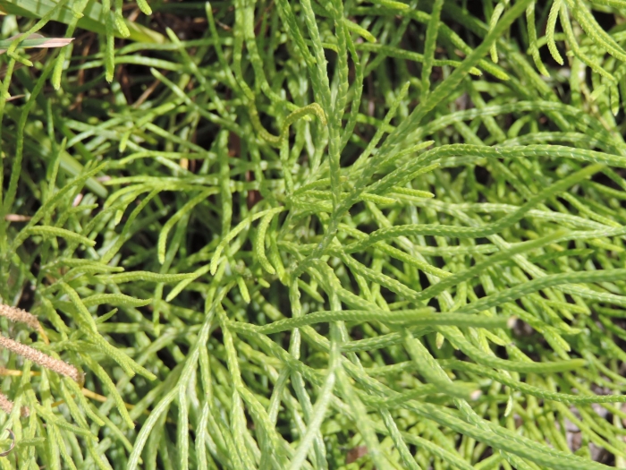 Diphasiastrum thyoides