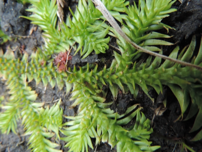 Lycopodiella tupiana