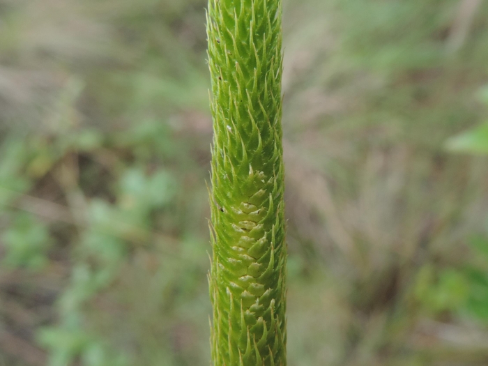 Lycopodiella tupiana