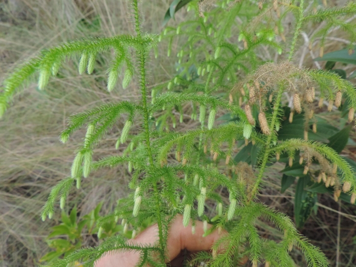Palhinhaea cernua