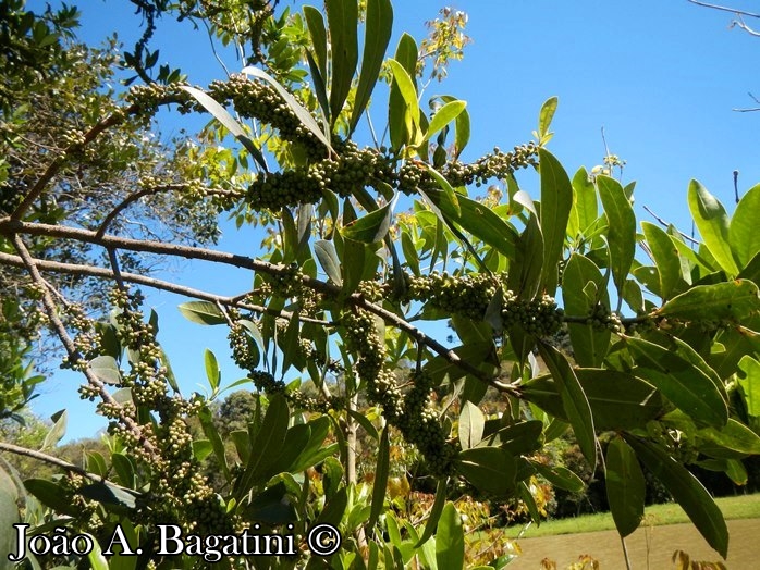 Myrsine umbellata