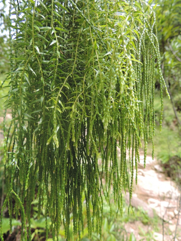 Phlegmariurus biformis