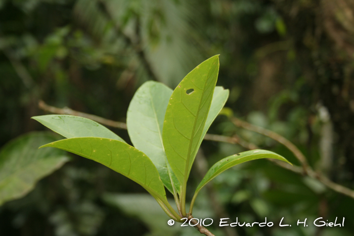 Dyssochroma longipes