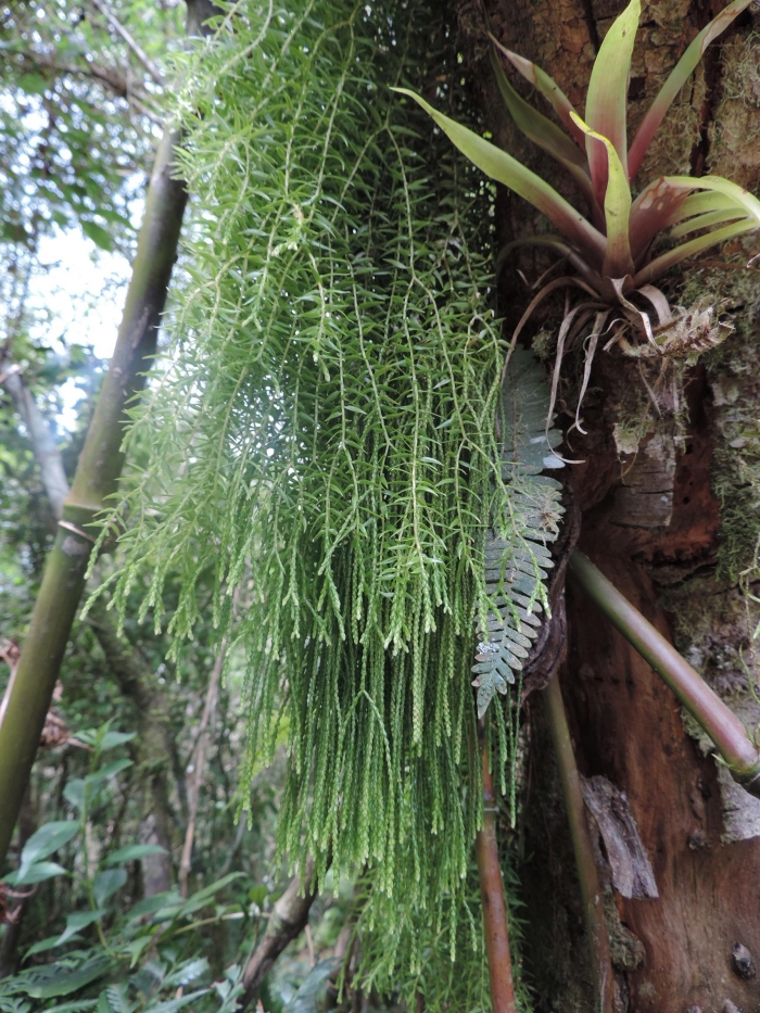 Phlegmariurus biformis