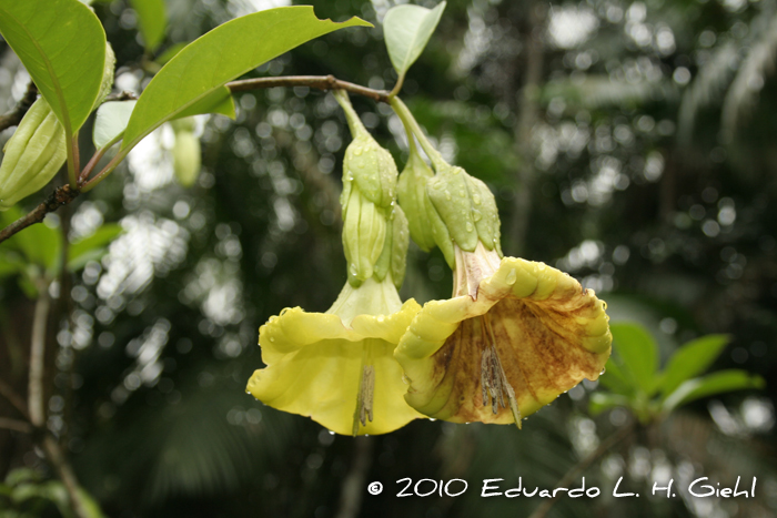 Dyssochroma longipes