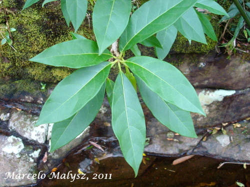 Dyssochroma longipes