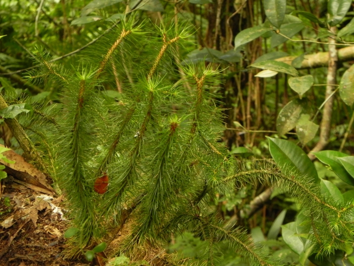 Phlegmariurus mandiocanus