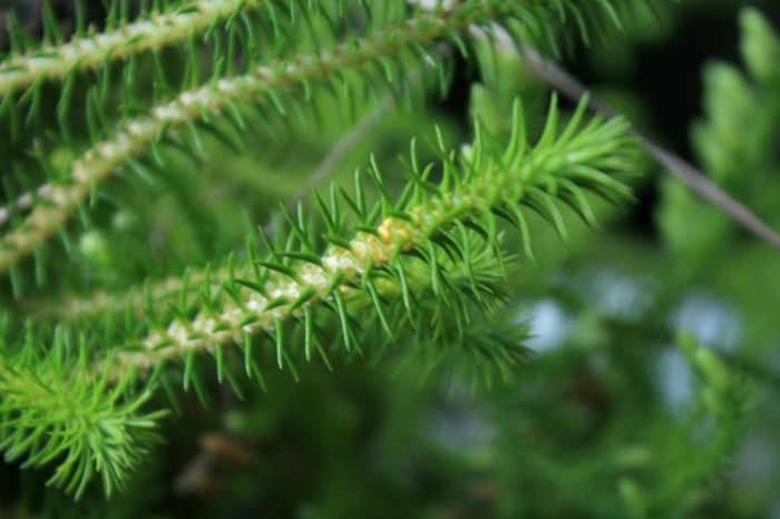 Phlegmariurus reflexus