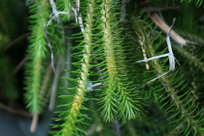 Phlegmariurus reflexus