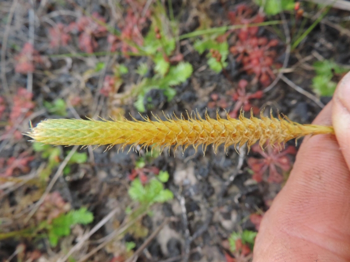 Pseudolycopodiella meridionalis